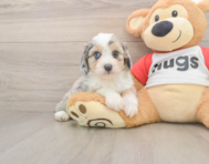 7 week old Mini Aussiedoodle Puppy For Sale - Florida Fur Babies