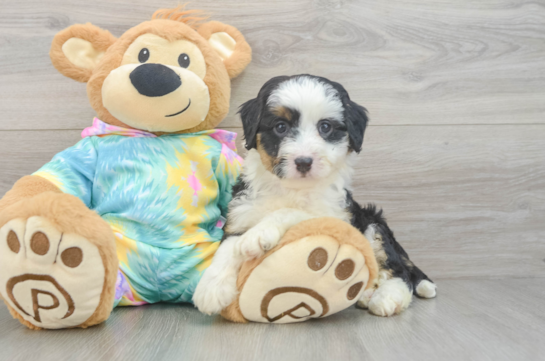 Mini Aussiedoodle Puppy for Adoption