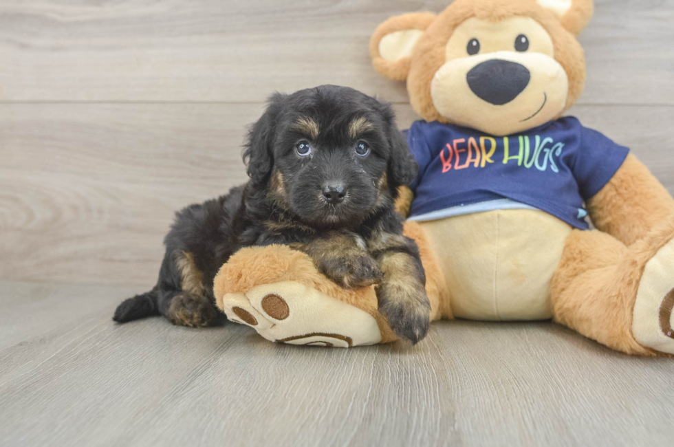 5 week old Mini Aussiedoodle Puppy For Sale - Florida Fur Babies