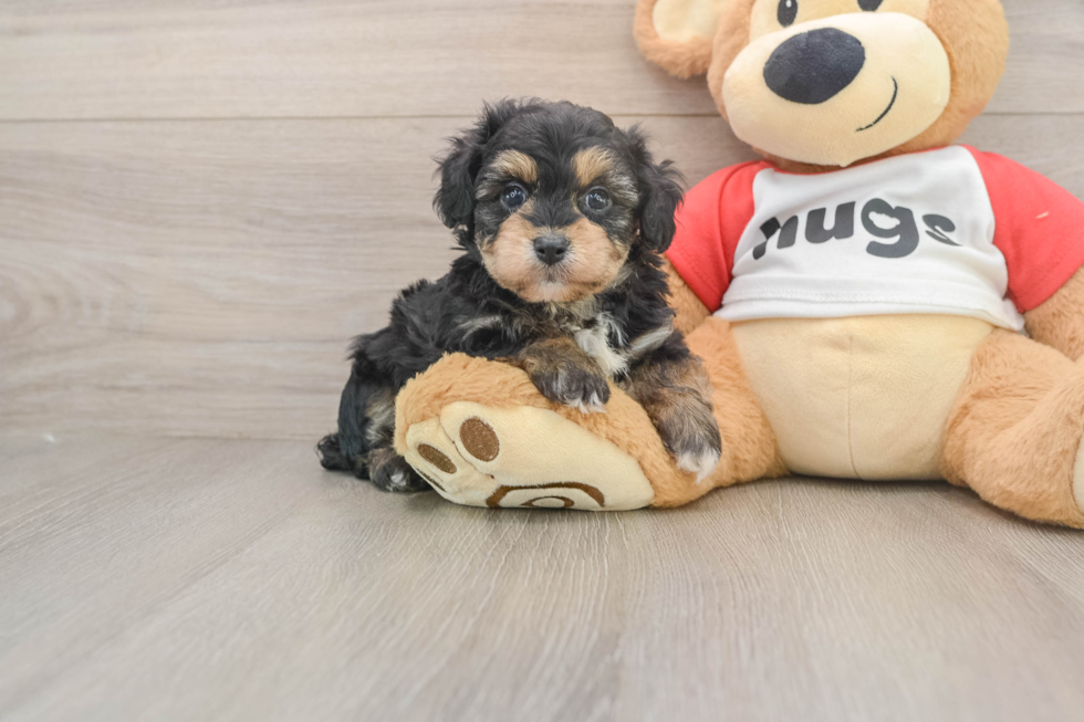 Mini Aussiedoodle Pup Being Cute
