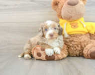 8 week old Mini Aussiedoodle Puppy For Sale - Florida Fur Babies