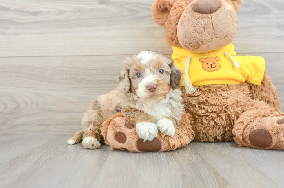 5 week old Mini Aussiedoodle Puppy For Sale - Florida Fur Babies