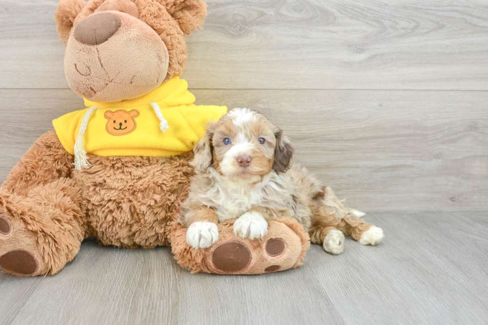 Best Mini Aussiedoodle Baby