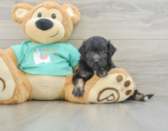 7 week old Mini Aussiedoodle Puppy For Sale - Florida Fur Babies