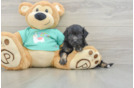 Mini Aussiedoodle Puppy for Adoption