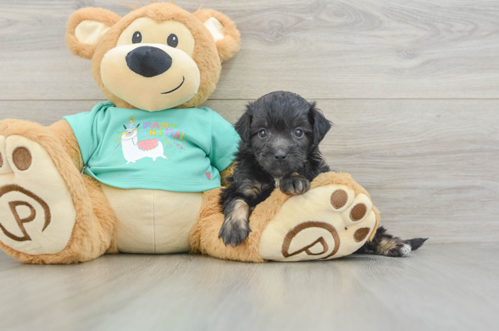 5 week old Mini Aussiedoodle Puppy For Sale - Florida Fur Babies