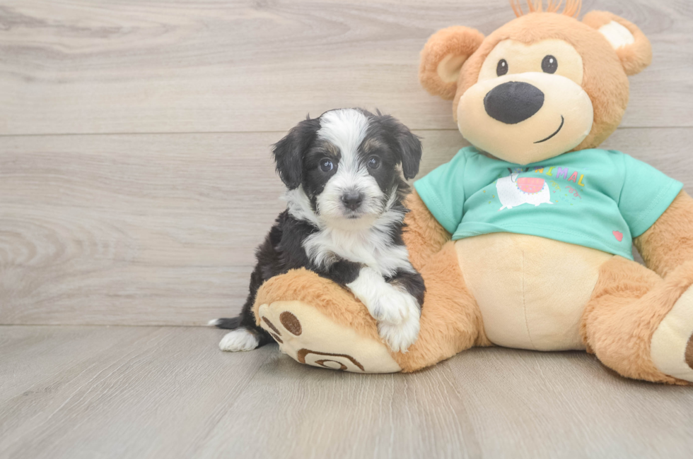 5 week old Mini Aussiedoodle Puppy For Sale - Florida Fur Babies