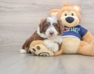 5 week old Mini Aussiedoodle Puppy For Sale - Florida Fur Babies