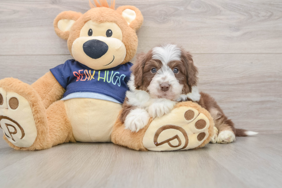 Happy Mini Aussiedoodle Baby