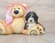 8 week old Mini Aussiedoodle Puppy For Sale - Florida Fur Babies