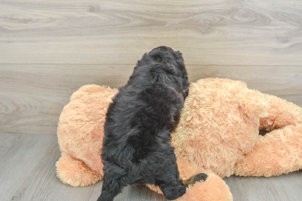 Funny Mini Aussiedoodle Poodle Mix Pup