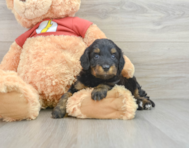 6 week old Mini Aussiedoodle Puppy For Sale - Florida Fur Babies