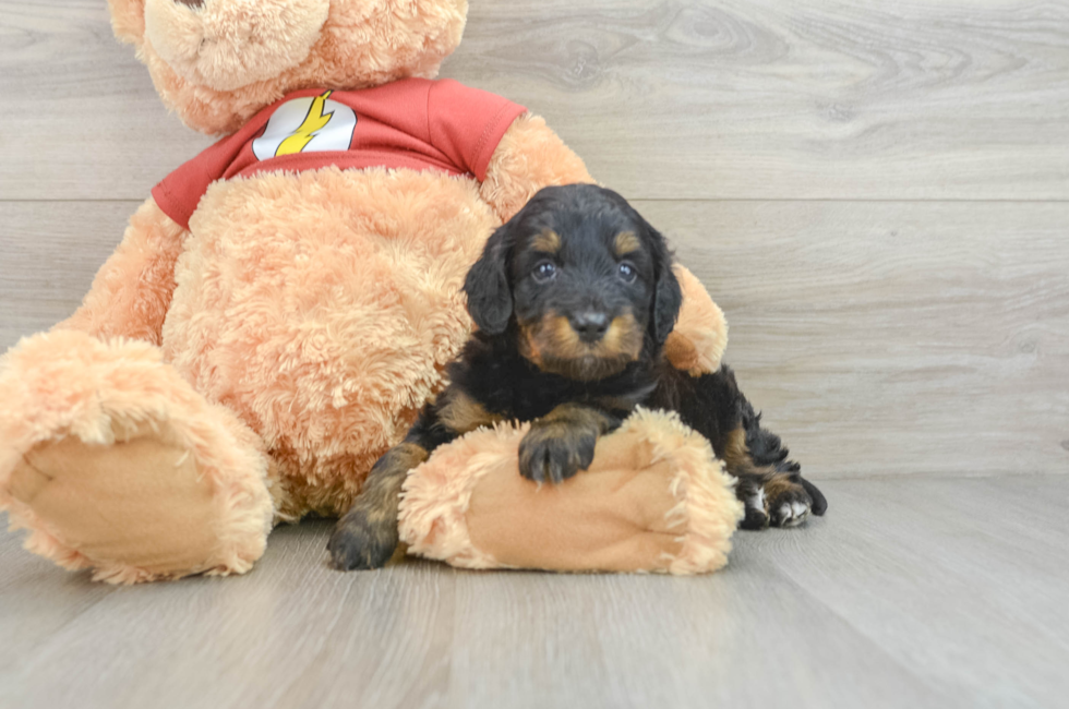 8 week old Mini Aussiedoodle Puppy For Sale - Florida Fur Babies