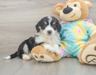 8 week old Mini Aussiedoodle Puppy For Sale - Florida Fur Babies