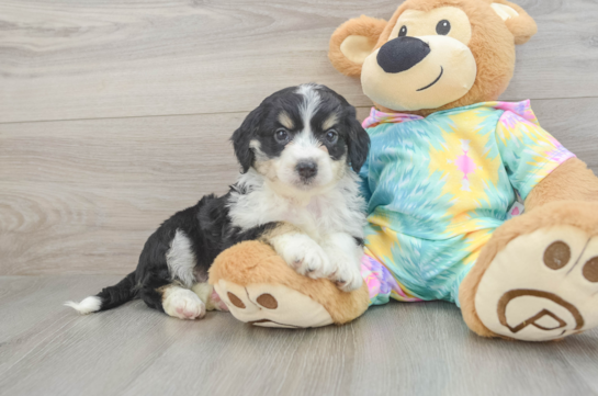 Hypoallergenic Aussiepoo Poodle Mix Puppy
