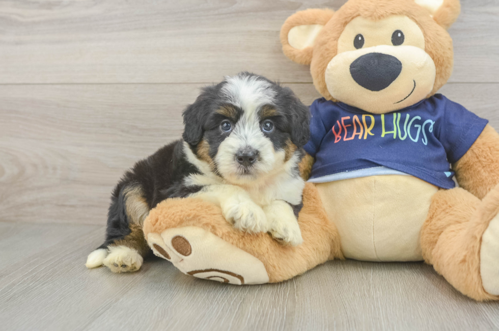 5 week old Mini Aussiedoodle Puppy For Sale - Florida Fur Babies