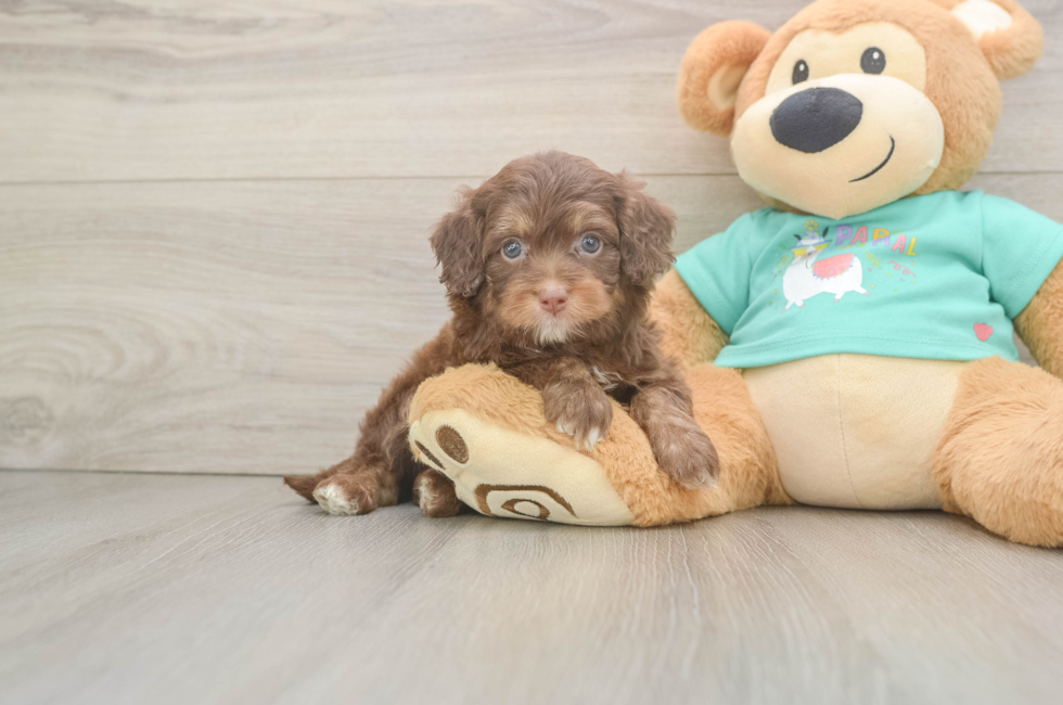 5 week old Mini Aussiedoodle Puppy For Sale - Florida Fur Babies