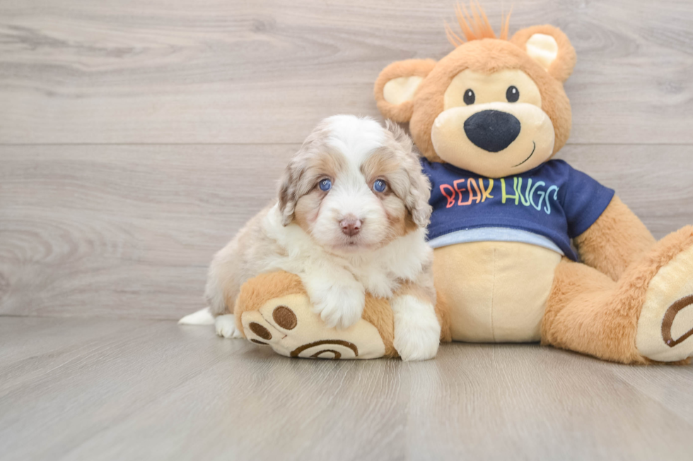 Funny Mini Aussiedoodle Poodle Mix Pup