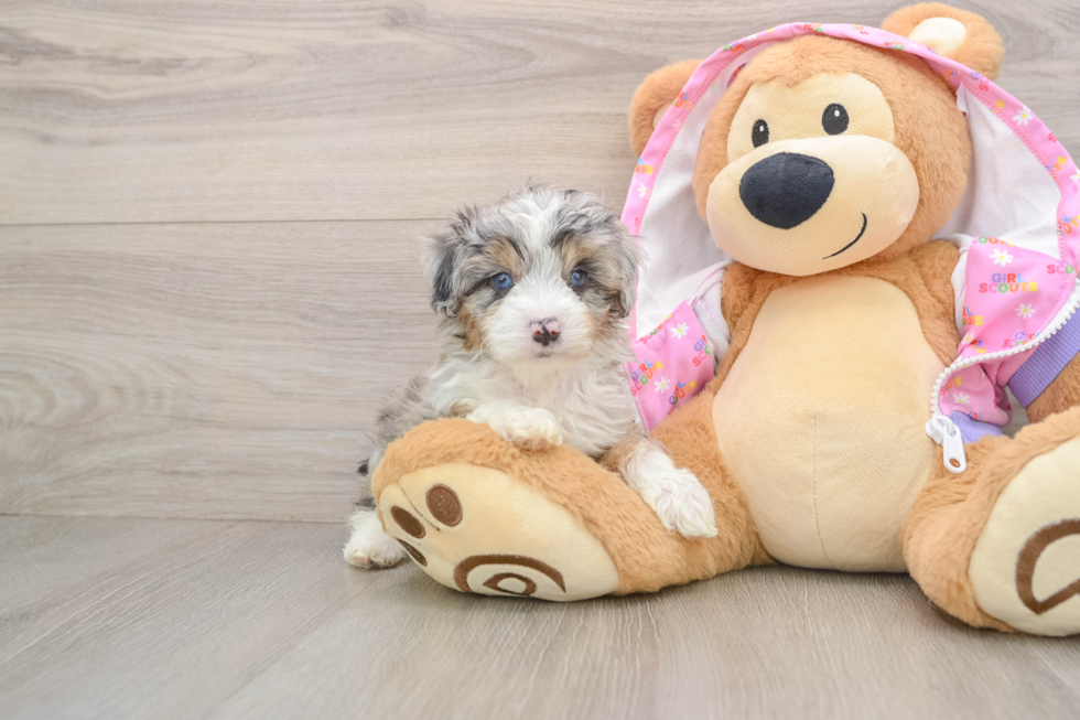 Mini Aussiedoodle Pup Being Cute
