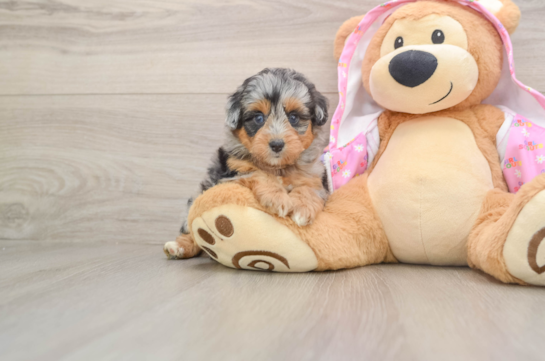 ANGELA, a Mini Aussiedoodle littermate
