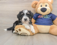 8 week old Mini Aussiedoodle Puppy For Sale - Florida Fur Babies