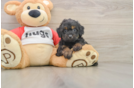 Energetic Aussiepoo Poodle Mix Puppy