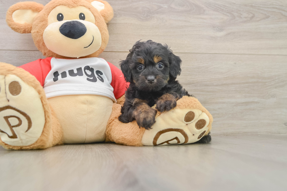 Energetic Aussiepoo Poodle Mix Puppy