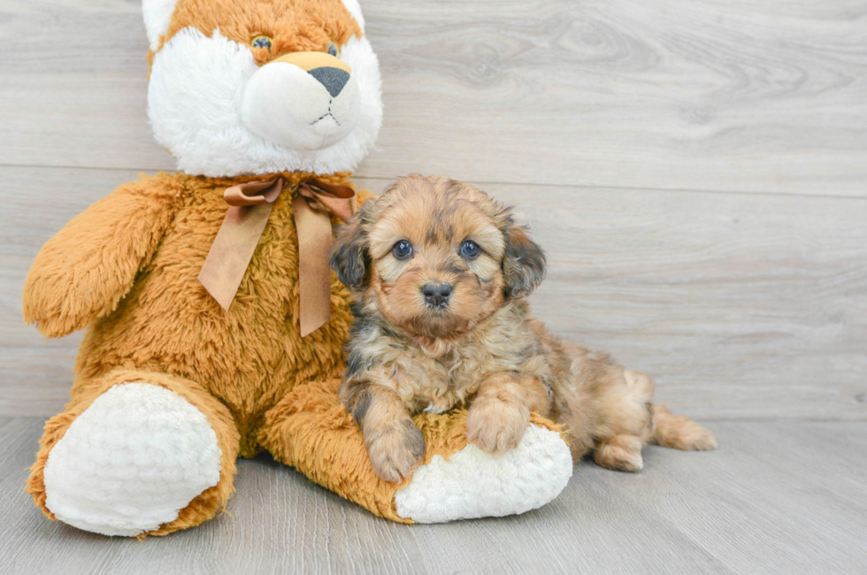 5 week old Mini Aussiedoodle Puppy For Sale - Florida Fur Babies
