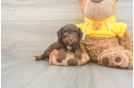 Sweet Mini Aussiedoodle Baby