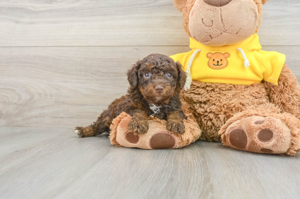 5 week old Mini Aussiedoodle Puppy For Sale - Florida Fur Babies