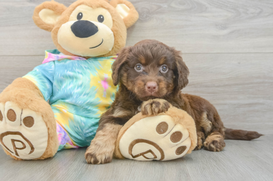 Best Mini Aussiedoodle Baby