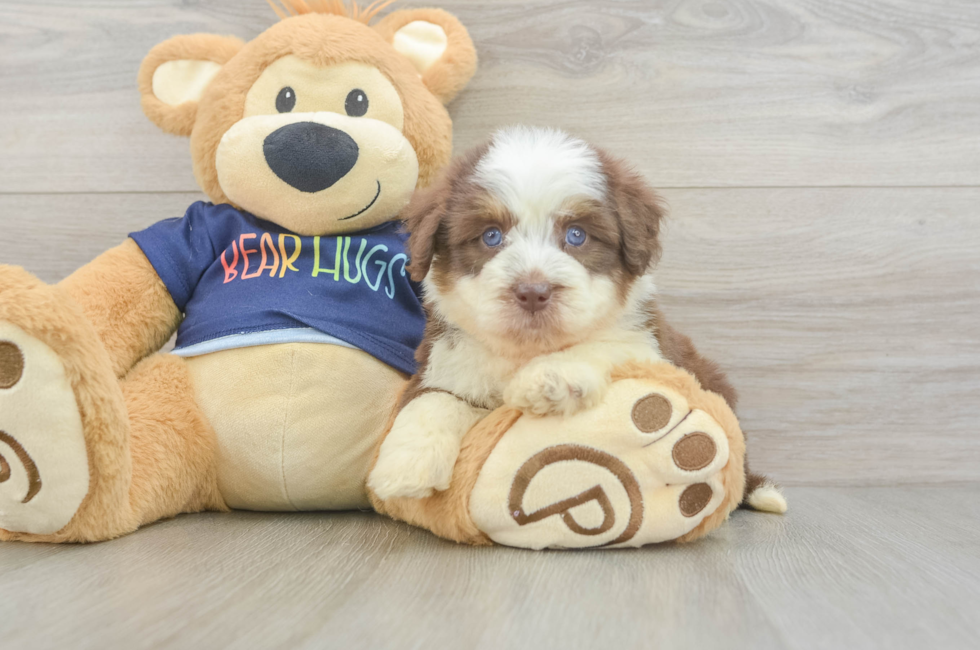 5 week old Mini Aussiedoodle Puppy For Sale - Florida Fur Babies