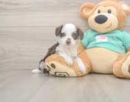 7 week old Mini Aussiedoodle Puppy For Sale - Florida Fur Babies
