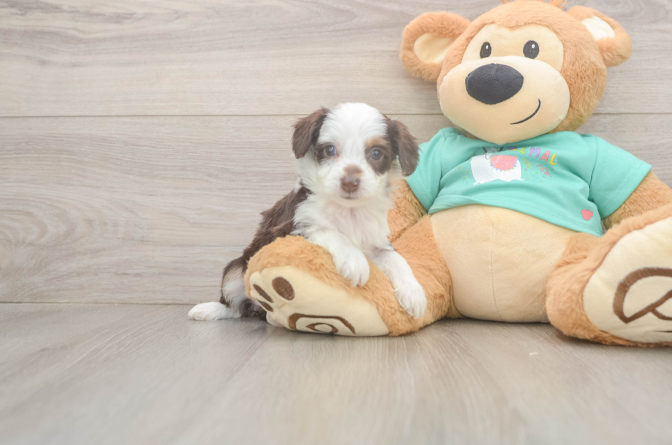 5 week old Mini Aussiedoodle Puppy For Sale - Florida Fur Babies