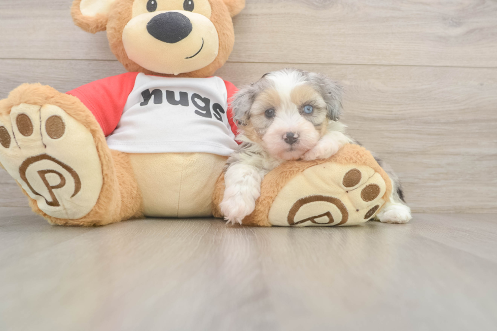 Friendly Mini Aussiedoodle Baby
