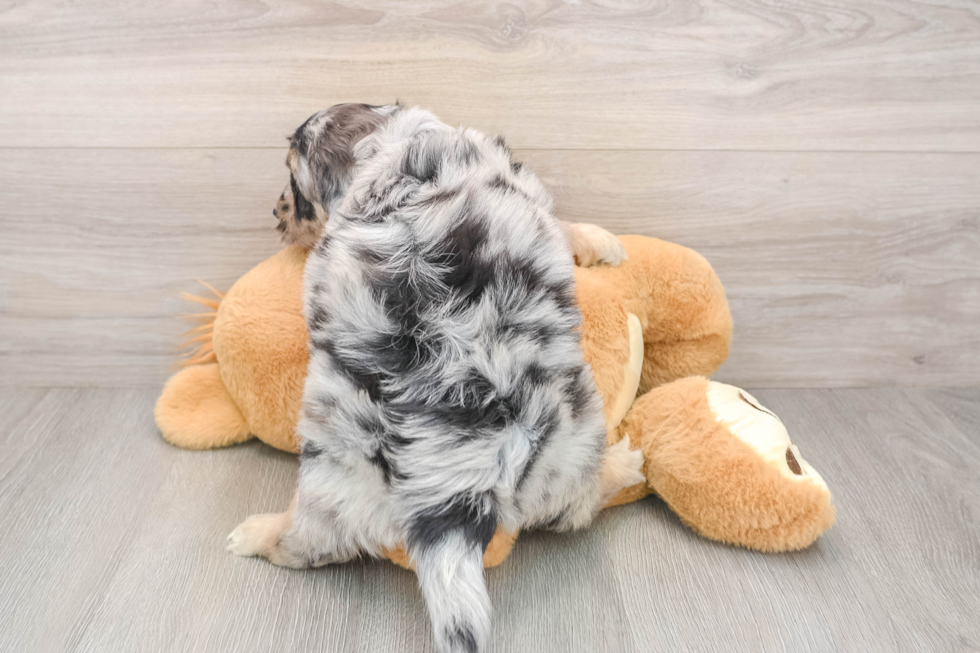 Mini Aussiedoodle Pup Being Cute