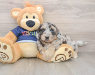 6 week old Mini Aussiedoodle Puppy For Sale - Florida Fur Babies