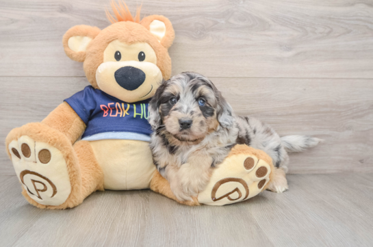 Mini Aussiedoodle Pup Being Cute
