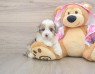 8 week old Mini Aussiedoodle Puppy For Sale - Florida Fur Babies
