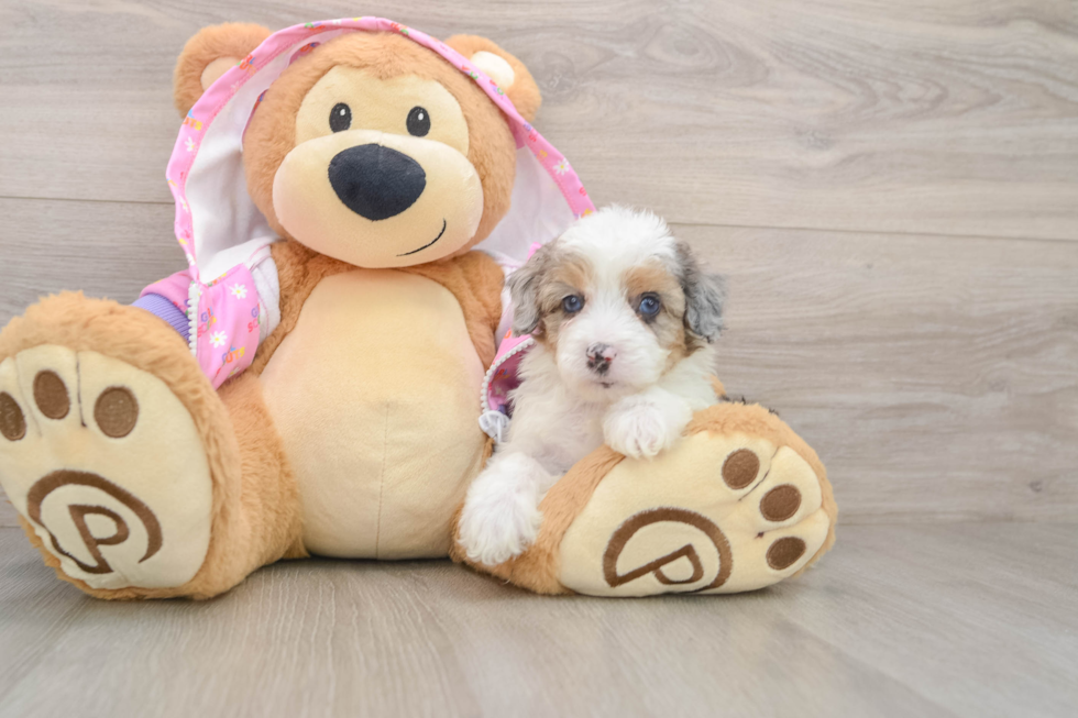 Smart Mini Aussiedoodle Poodle Mix Pup