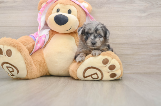 ANNA, a Mini Aussiedoodle littermate