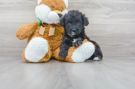 28 week old Mini Aussiedoodle Puppy For Sale - Florida Fur Babies