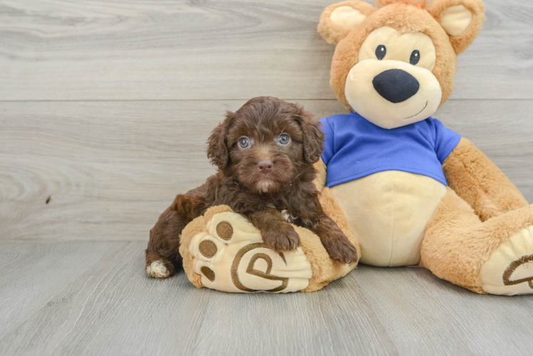 Mini Aussiedoodle Pup Being Cute