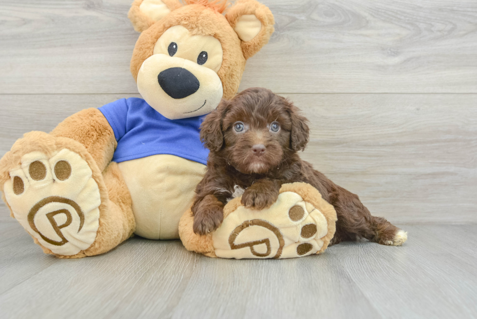 Petite Mini Aussiedoodle Poodle Mix Pup