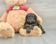 6 week old Mini Aussiedoodle Puppy For Sale - Florida Fur Babies