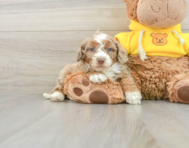 7 week old Mini Aussiedoodle Puppy For Sale - Florida Fur Babies