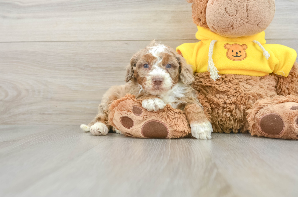 5 week old Mini Aussiedoodle Puppy For Sale - Florida Fur Babies