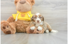 Mini Aussiedoodle Puppy for Adoption