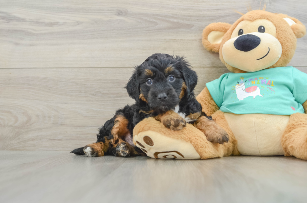 5 week old Mini Aussiedoodle Puppy For Sale - Florida Fur Babies