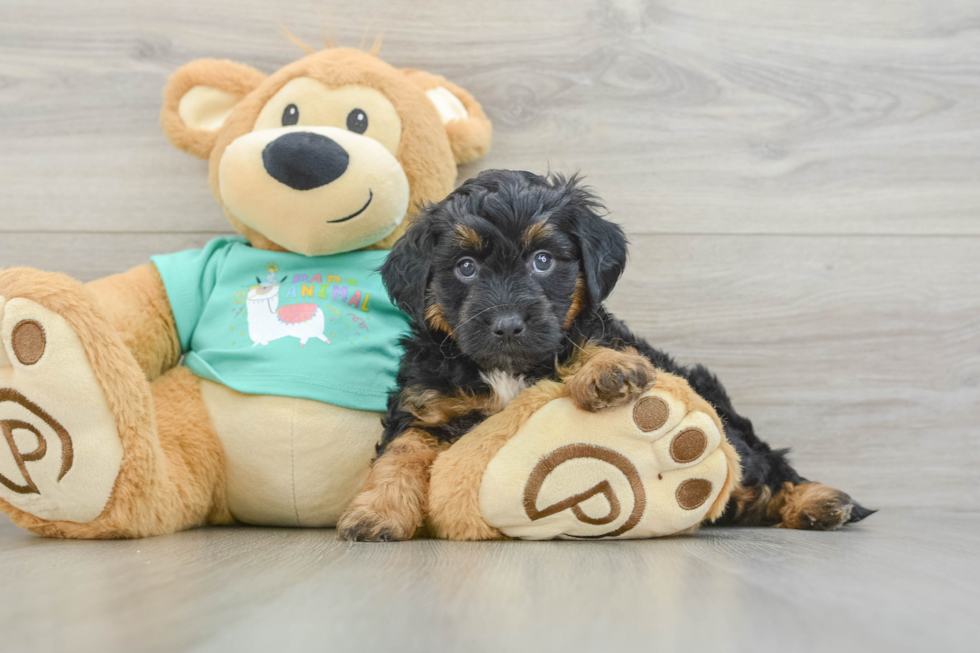 Little Mini Aussiepoo Poodle Mix Puppy